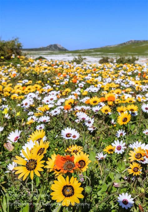Wonderful Wild Flowers In The West Coast National Park South Africa