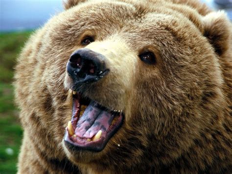 Animals are the avatars that represent jammers in animal jam classic. forest animals images | My HD Animals