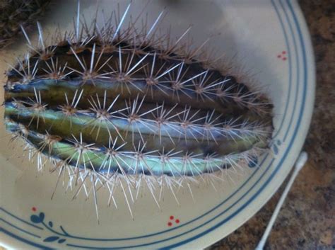 Cut the top of the cactus off with a sharp knife. Fighting To Save Lucky Bamboo