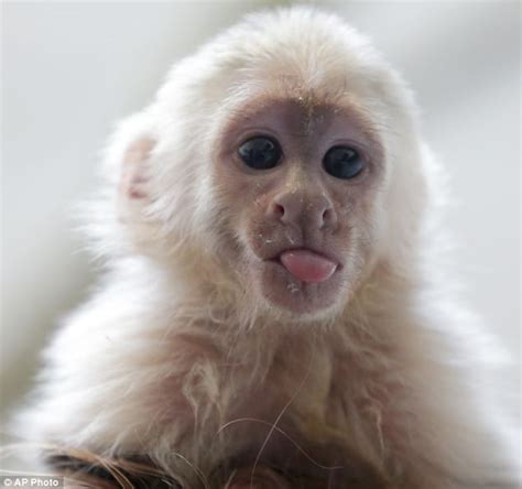 Save up to 50% on big brand pet supplies for cats, dogs and other pets. Justin Bieber 'gives away' his lonely pet monkey instead ...