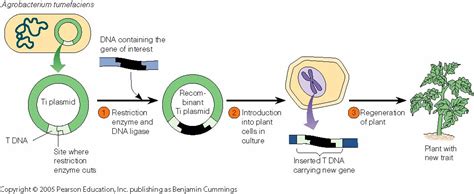 Belajar Terus Biologi Ti Plasmid