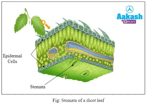 Transpiration Definition Types Significance And Properties Aesl