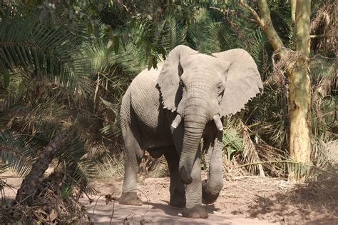 Afrikanischer Elefant Foto And Bild Tiere Wildlife Säugetiere Bilder