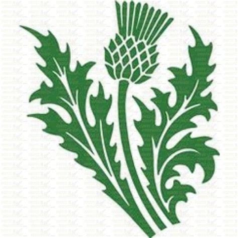 Scottish Thistle Sticker Vinyl Cut Graphics Uk Signs And Decals