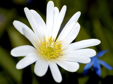 Filewhite Flower Closeup Wikipedia