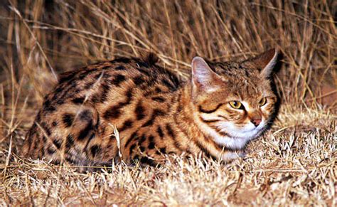 Black Footed Cat Hunting And Diet International Society For Endangered