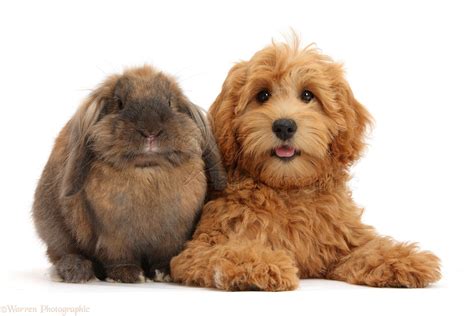 Poodle crossed with a golden retriever. Pets: Cute Goldendoodle puppy and rabbit photo WP47284