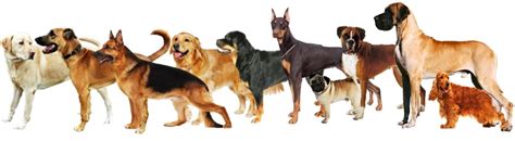 Best Dog Breeds In India For Homes List Of 10 Dog Types In Indi