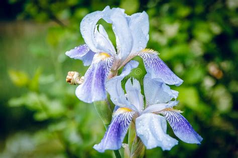 Blue Iris Flower In The Morning Dew The Botanic Gardens Green