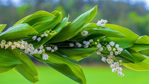 Tradition du 1er Mai : on vous explique pourquoi on offre un brin de