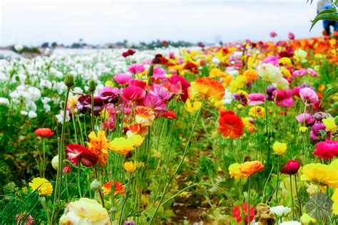 The Flower Fields At Carlsbad Ranch Cultural Chromatics