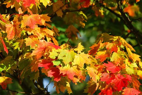 Autumn Fall Foliage Leaves Maple Tree 4k Wallpaper Coolwallpapersme