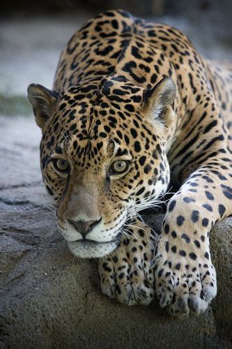 Beautiful Jaguar Large Cats Big Cats Cats And Kittens Beautiful