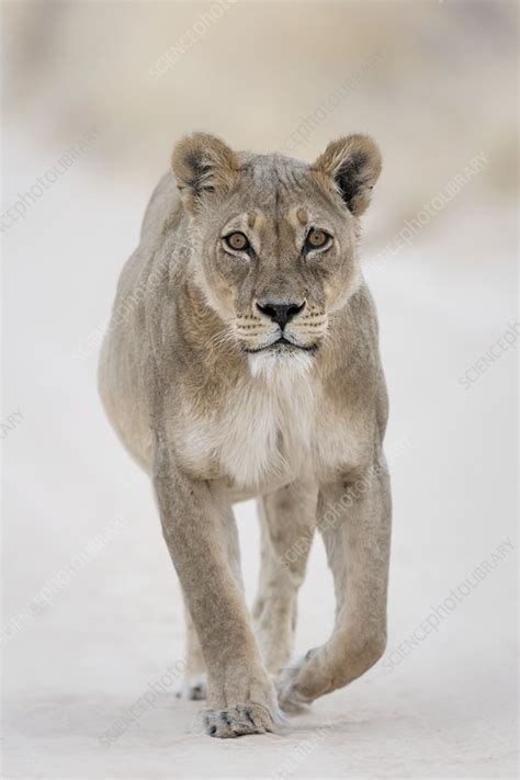 Lioness Approaching Stock Image C0508619 Science Photo Library