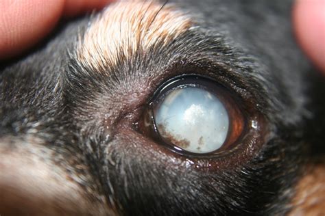 Can A Dog Live With Cataracts
