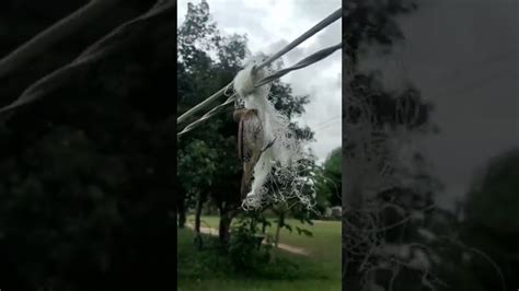 Helping A Bird Hanging From String Viralhog Youtube