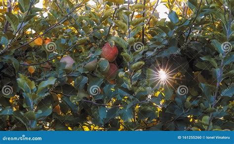 Fuji Apples In The Garden At Sunrise With Sun Rays Stock Photo Image