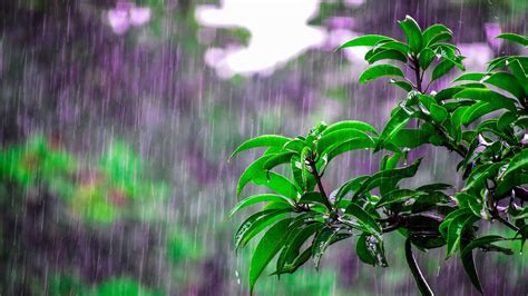 Green Leaves Tree Branches In Rainfall Blur Purple Background Hd Rain