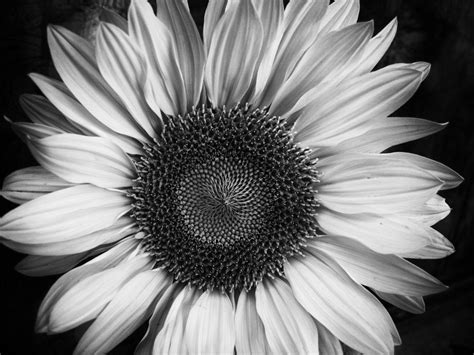 Black And White Sunflower Wallpapers Top Free Black And White
