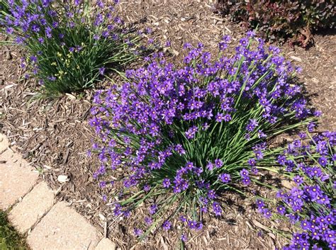 This Perennial Has Grass Blade Leaves With Tiny Purple 6 Leaf Flowers