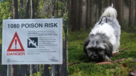 ‘horrific How 1080 Poisoning Leaves Animal Guardians Feeling
