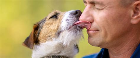 Pine Street Animal Hospital Are Licks The Same As Kisses And Other