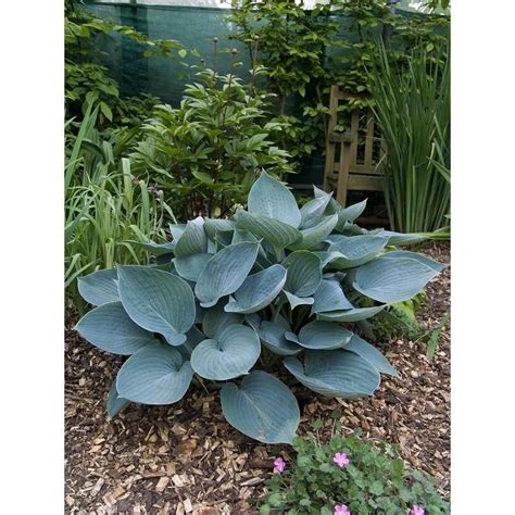 However, it should be noted that the gilbert h wild free delivery benefits can be enjoyed at the same time with gilbert h wild discount codes. Hosta-Gilbert H. Wild & Son | Shade garden plants, Hostas ...