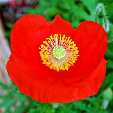 Red Orange Poppy At Pilgrim Place In Claremont California Photograph