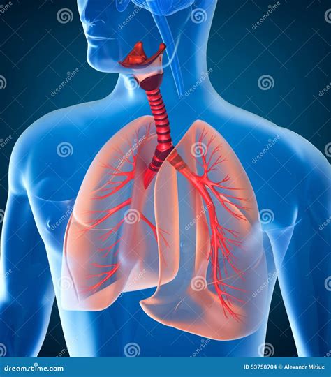 Anatomía Del Sistema Respiratorio Humano Stock De Ilustración Imagen