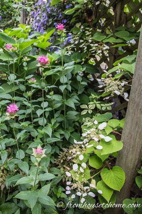 We are open and are taking orders for fall 2021 shipping. 9 of the Best Flowering Vines For Shade | Perennial ...