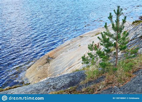 Karelian Landscape Rocks Pine Trees And Water Bay Chupa White Sea
