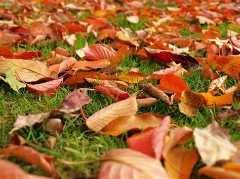 Free Images Tree Grass Ground Leaf Fall Orange Red Produce Autumn Season Leaves