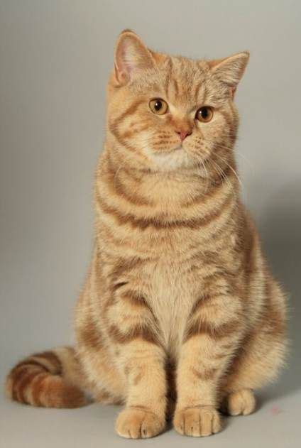 American Shorthair Orange Cat Breeds Pets Lovers