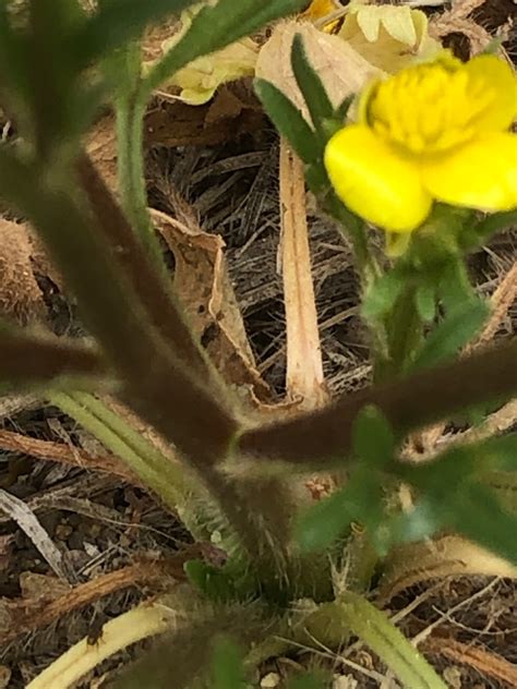 Photo Hairy Buttercup Ranunculus Sardous Observation Org