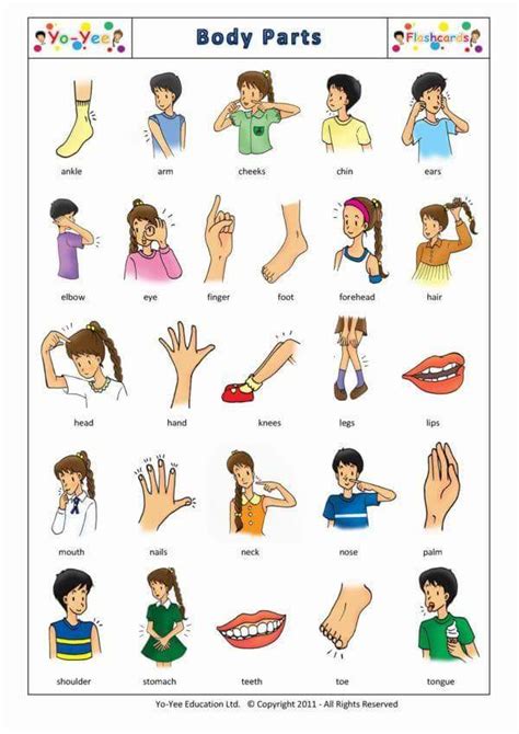 Body part names, leg parts, head parts, face parts names, arm body parts, parts of full hand. Detailed Body Parts in English - Materials For Learning ...