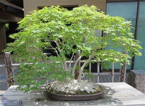 Bonsai Tree 24 Amazing Silver Maple Bonsai Pictures