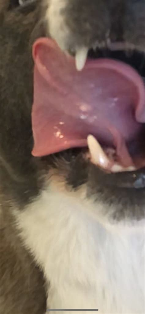 White Bump Under Dog Tongue Dog Forum