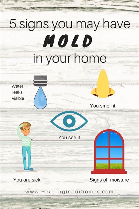 5 Signs You Have Mold In Your Home Healing In Our Homes