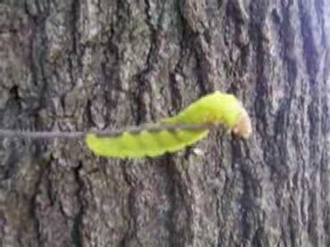 Caterpillars come in many shapes, sizes, colors, and types. Big Green Caterpillar - YouTube