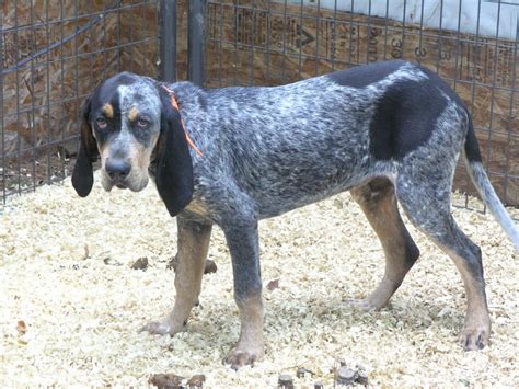 Bluetick Coonhound Pictures Wallpapers9