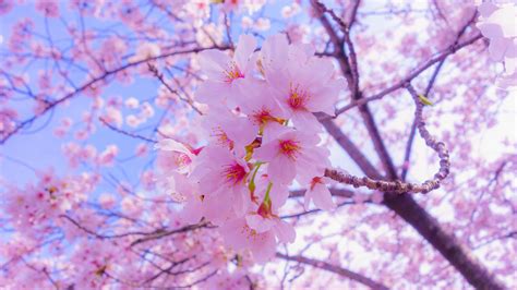 Sakura Flowers 4k Wallpaper Spring Wallpaper Cherry Blossom