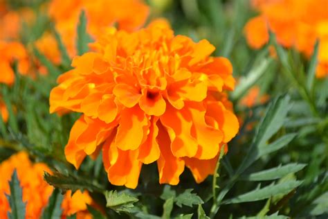 Orange Marigold Green Thumb Advice