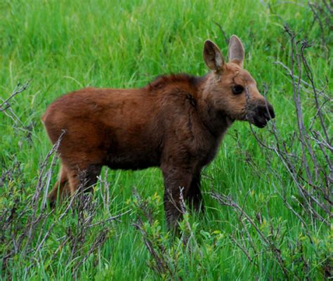 Baby sharks are called pups, baby kangaroos are called joeys. Moose - Education Outdoors