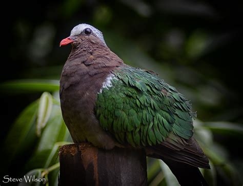 Colourful Pigeon Photographed At Chester Zoo Steve Wilson Over 10