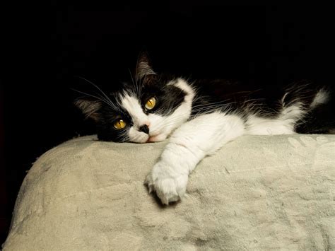 Tres Dueños Nos Cuentan Por Qué Los Gatos Son Las Mejores Mascotas
