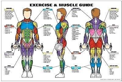 Three main muscles and several smaller muscles. Male Exercise Muscle Guide Poster Body Building Charts Muscle Training Exercise Charts Workout ...