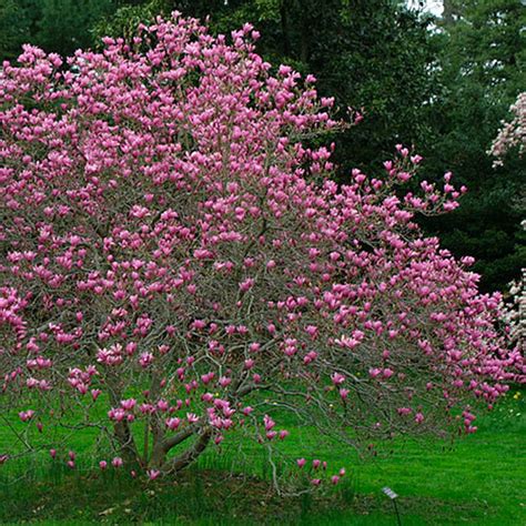 Depend on where they are grown, some trees may be considered as shrubs. Magnolia - FineGardening