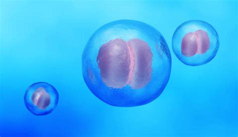 Top 60 Animal Zygote Stock Photos Pictures And Images Istock