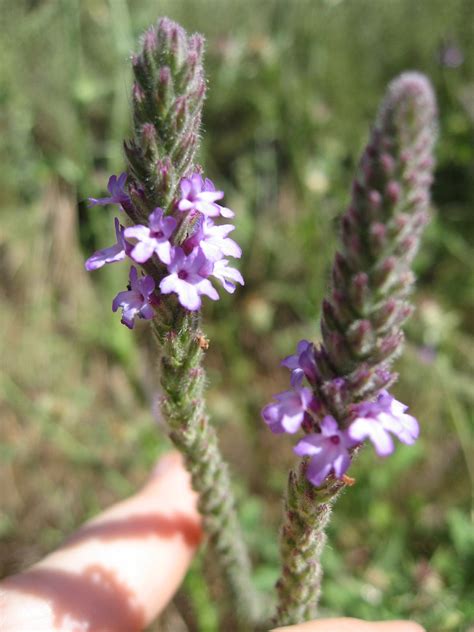 Plant Of The Month Common Vervain