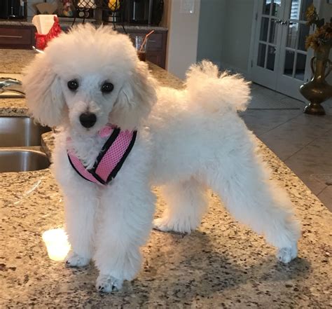 Pin By Mary Jacobs On Tres Jolie White Toy Poodle Mini Poodles Toy